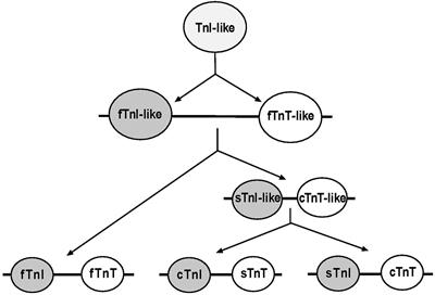 Troponin Variants as Markers of Skeletal Muscle Health and Diseases